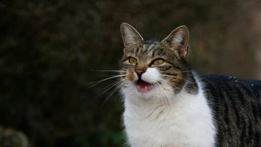 Mengenal Berbagai Suara Kucing dan Maknanya