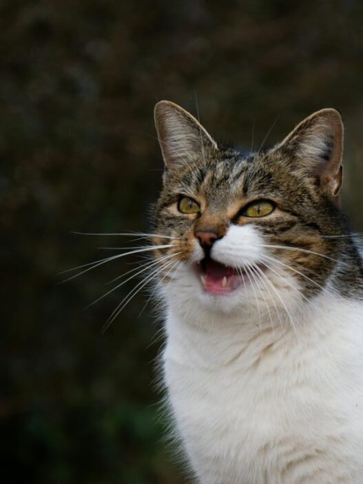 Mengenal Berbagai Suara Kucing dan Maknanya