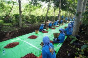 Holding Perkebunan Nusantara Terus Perkuat Daya Saing Global, Ekspor Kopi Ijen PalmCo Tembus AS dan Inggris