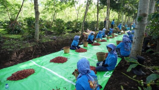 Holding Perkebunan Nusantara Terus Perkuat Daya Saing Global, Ekspor Kopi Ijen PalmCo Tembus AS dan Inggris