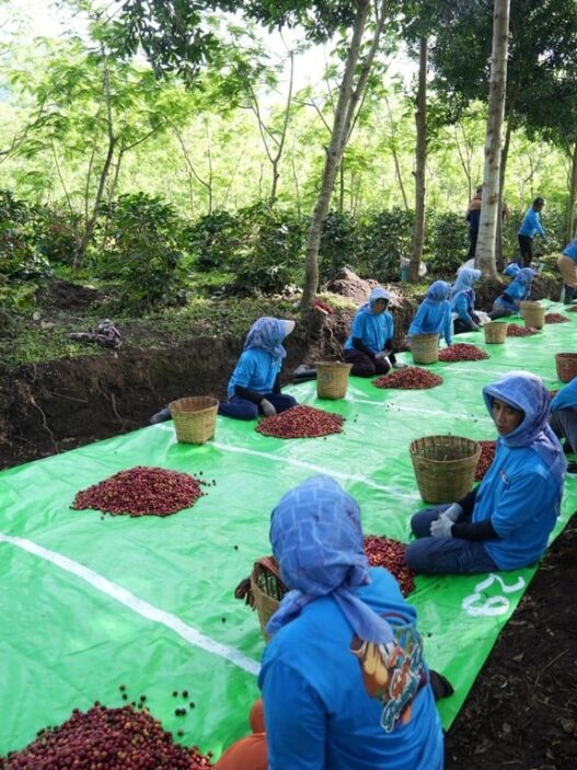 Holding Perkebunan Nusantara Terus Perkuat Daya Saing Global, Ekspor Kopi Ijen PalmCo Tembus AS dan Inggris