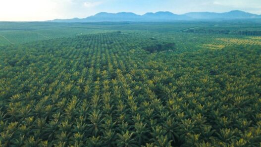 Gangguan Premanisme di Perkebunan Sawit Ancaman Nyata bagi Ketahanan Energi Nasional.