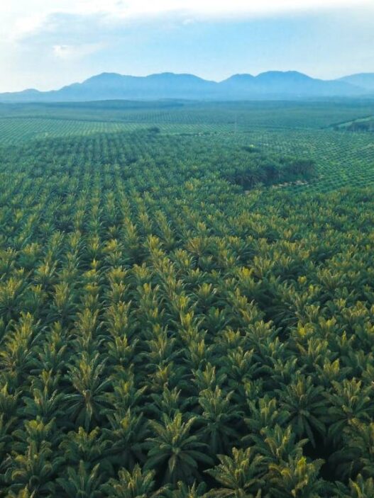 Gangguan Premanisme di Perkebunan Sawit Ancaman Nyata bagi Ketahanan Energi Nasional.