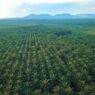 Gangguan Premanisme di Perkebunan Sawit Ancaman Nyata bagi Ketahanan Energi Nasional.