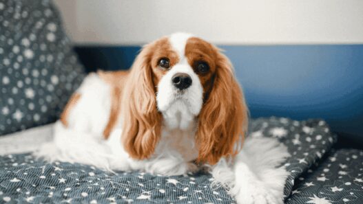 Kenapa Cavalier King Charles Spaniel Jadi Salah Satu Doggy Favorit Pecinta Hewan