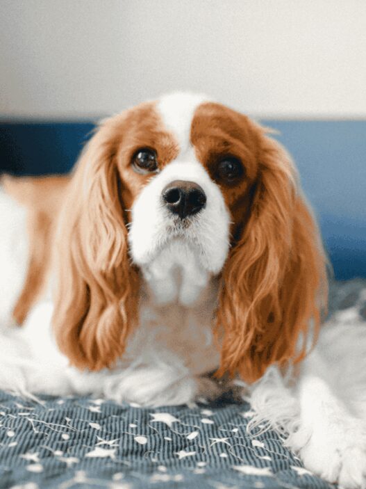 Kenapa Cavalier King Charles Spaniel Jadi Salah Satu Doggy Favorit Pecinta Hewan