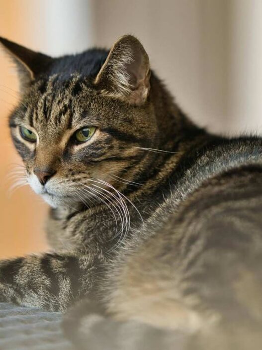 Mengenal Kucing Mujair, Kucing Lokal dengan Karakter Unik yang Banyak Disukai