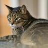 Mengenal Kucing Mujair, Kucing Lokal dengan Karakter Unik yang Banyak Disukai