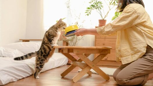 Tren Cat Food Minim Pengawet Semakin Diminati di Indonesia