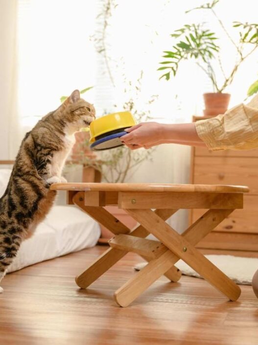 Tren Cat Food Minim Pengawet Semakin Diminati di Indonesia