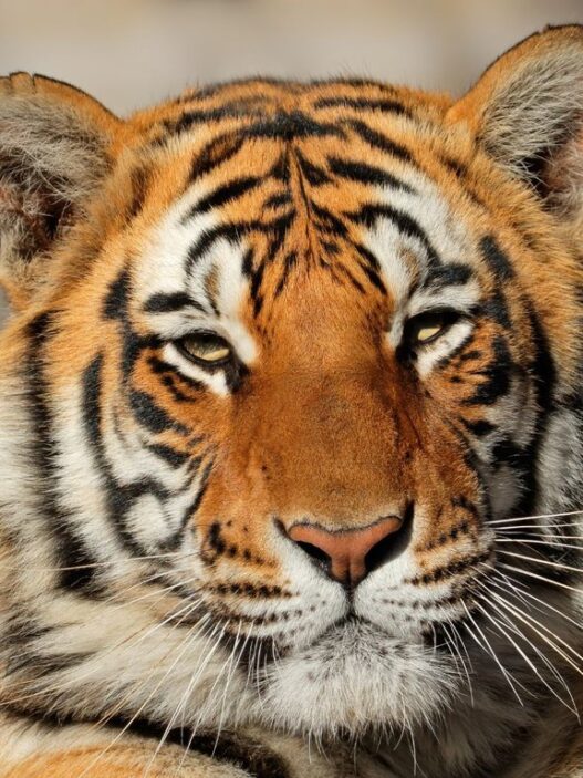 India Dorong Aliansi Global untuk Lindungi Kucing Besar Dunia lewat IBCA Summit 2026