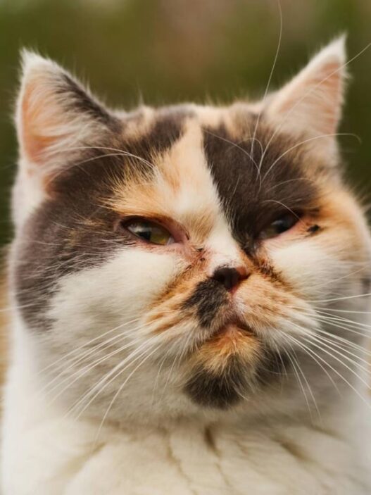 Jangan Panik, Ini Langkah Awal Saat Mata Kucing Mulai Bermasalah