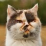 Jangan Panik, Ini Langkah Awal Saat Mata Kucing Mulai Bermasalah