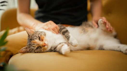Posisi Tidur Kucing Ternyata Bisa Menunjukkan Kondisi dan Perasaannya