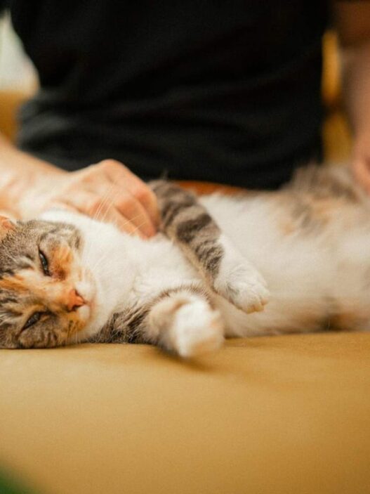 Posisi Tidur Kucing Ternyata Bisa Menunjukkan Kondisi dan Perasaannya